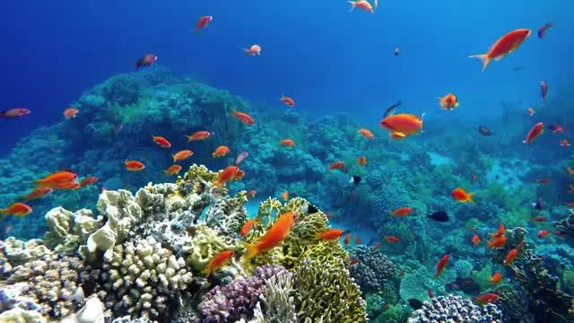 منظره ای خیره کننده از اقیانوس با ماهی های مرجانی زیبا | 3 ساعت موسیقی آرامش بخش!