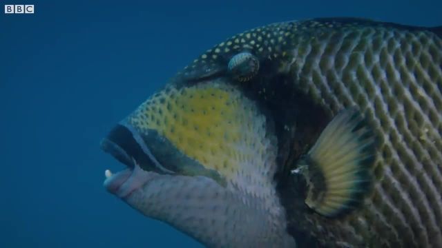 تایتان ماشه ماهی و دفاع تهاجمی از صخره مرجانی