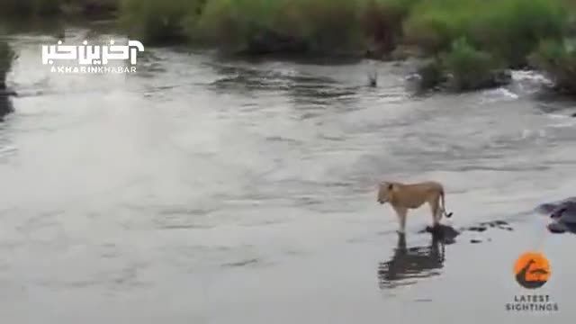 حیوانات در مواجه با رودخانه ای پر از تمساح