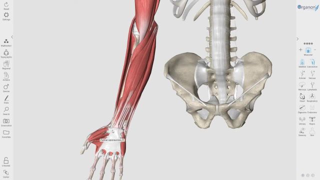 بررسی کامل و دقیق آناتومی عضلات قدام ساعد دست
