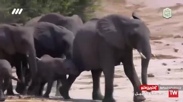 عبور گله فیل ها از رودخانه ای پر از تمساح های گرسنه | ویدیو