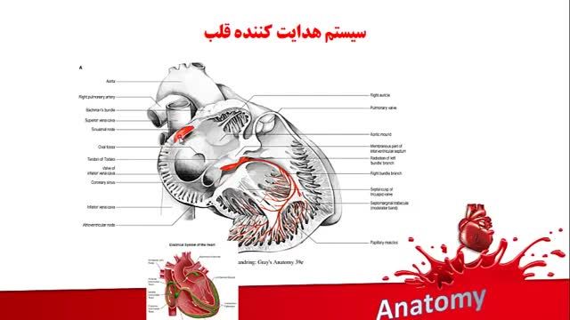 آناتومی قلب | آموزش علوم تشریح (آناتومی) قلب و عروق | جلسه اول (8)