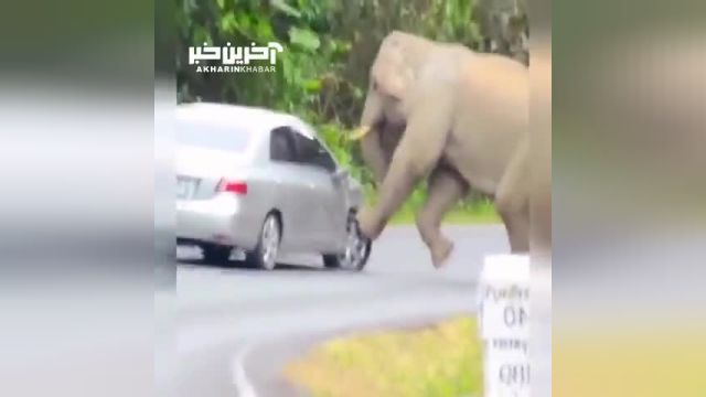 فیل غول پیکر خودرو سواری را با اسباب بازی اشتباه گرفت