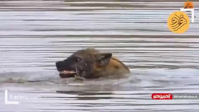کرال پشت رفتن کفتار در دریاچه | ویدیو