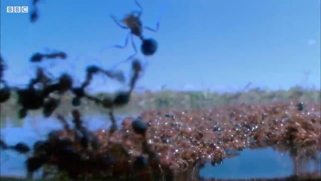 روش مبتکرانه بقای مورچه ها در هنگام سیل!