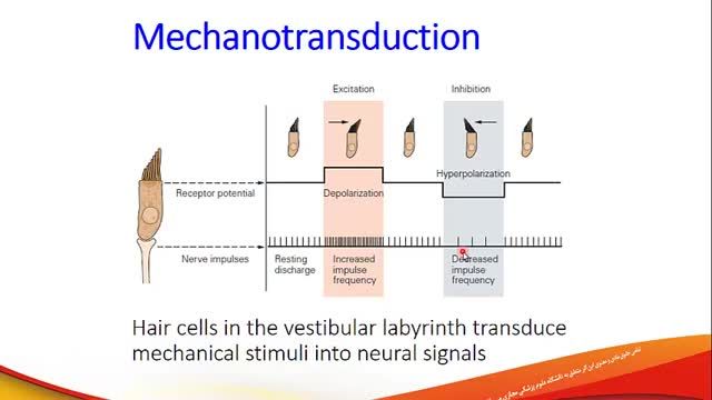 سیستم دهلیزی (Vestibular System) | آموزش فیزیولوژی اعصاب | جلسه بیست و چهارم (1)