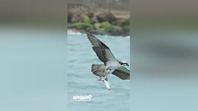 لحظه خروج عقاب ماهی‌ گیر به همراه شکارش از دل اقیانوس