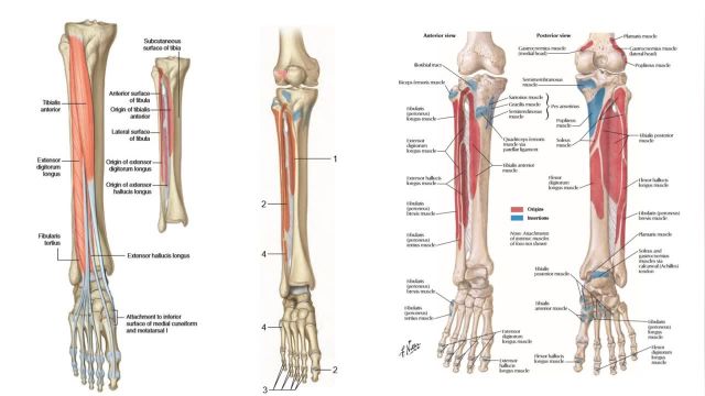 آناتومی عضلات قدام ساق پا | قدام ساق پا از چه عضلاتی تشکیل شده است؟
