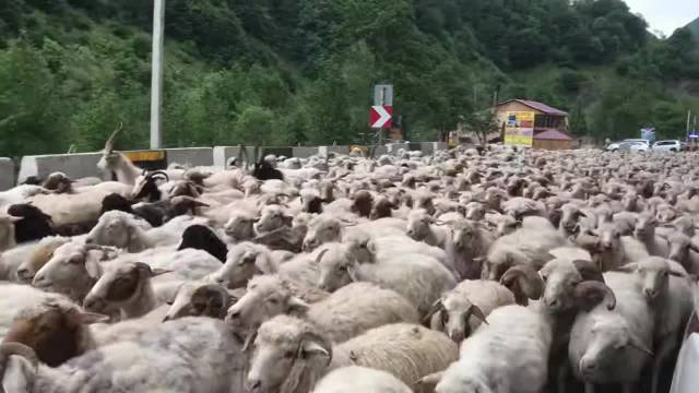 عبور گوسفندان از جاده و ایجاد ترافیک