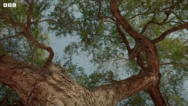 ویدیویی جالب از درختی که بدون باران زنده می ماند!