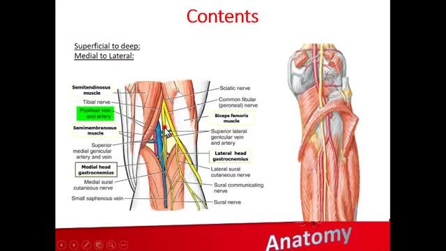 حفره پوپلیتئال (Popliteal fossa) | آموزش علوم تشریح (آناتومی) اسکلتی - عضلانی | جلسه سی و پنجم