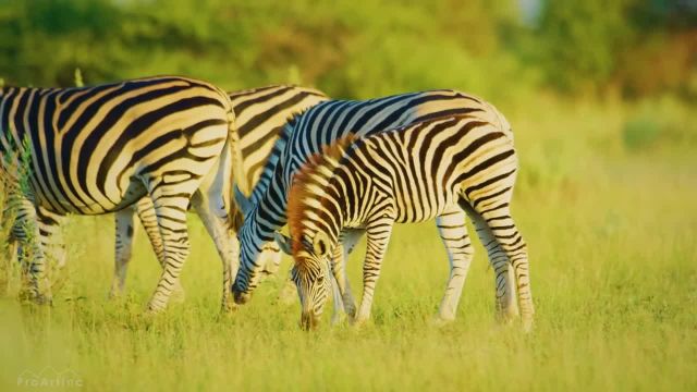 حیات وحش شگفت انگیز بوتسوانا | فیلم مستند طبیعت همراه با موسیقی