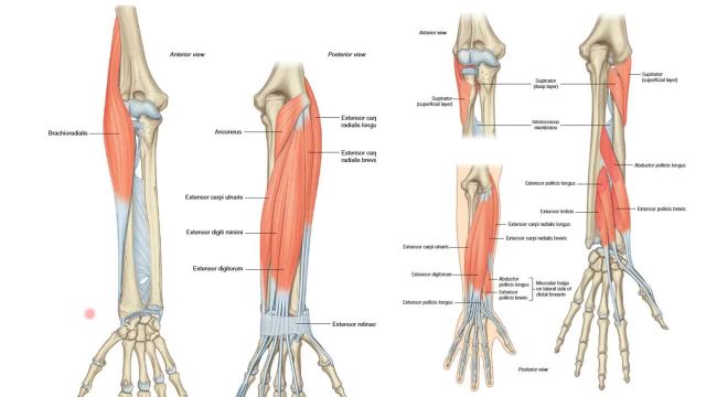 آناتومی عضلات ساعد بدن | بررسی 12 عضله خلف ساعد دست