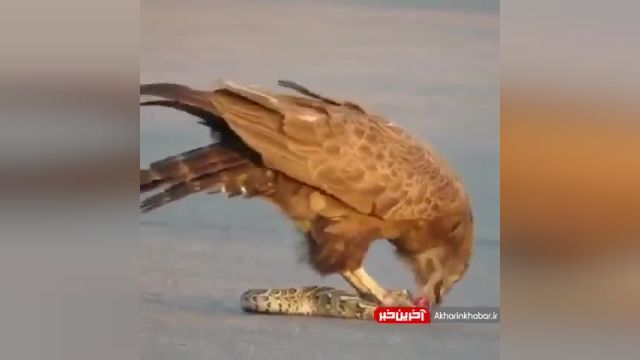 شکار مار توسط عقاب | ویدیو