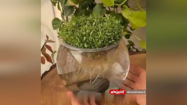 نحوه کاشت شبدر در گلدان برای عید نوروز | ویدیو
