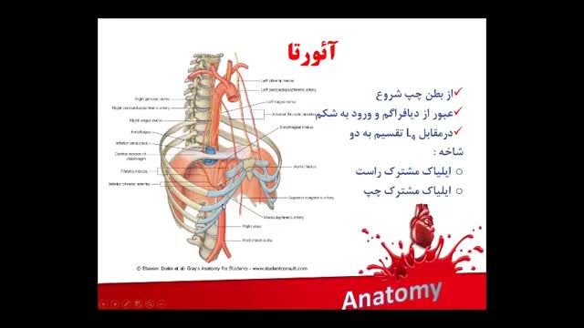 آناتومی عروق خونی | آموزش علوم تشریح آناتومی قلب و عروق | جلسه هشتم (2)