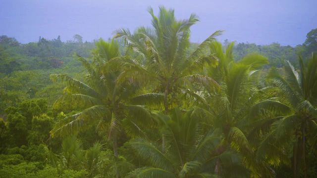 یک روز در مناطق استوایی | صداهای طراوت صبحگاهی جنگل جزیره گرمسیری