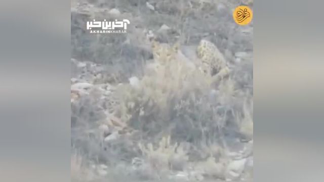 پلنگ ایرانی در پارک ملی تندوره