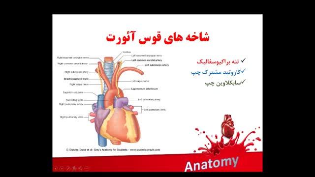 آناتومی عروق خونی | آموزش علوم تشریح آناتومی قلب و عروق | جلسه هشتم (4)