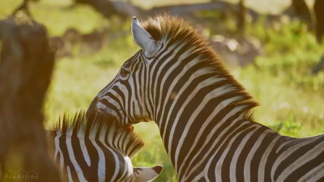 حیوانات وحشی آفریقای جنوبی | فیلم شگفت انگیز حیات وحش در لوولد، پارک ملی کروگر بزرگ