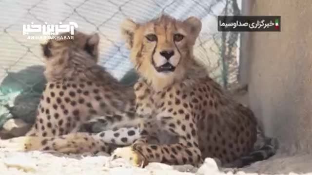 تلاش برای ایجاد گذرگاه امن برای یوزپلنگ ایرانی | ویدیو