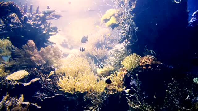 ماهی آکواریومی آرام مرجانی | بهترین موسیقی آرامش بخش برای مطالعه و خواب