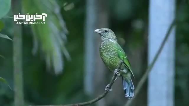 پرنده ای زیبا در جنگل های گرمسیری استرالیا
