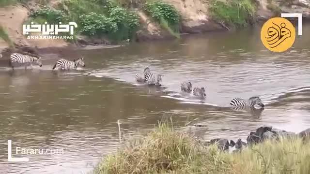 غرق شدن یک بچه گورخر توسط تمساح