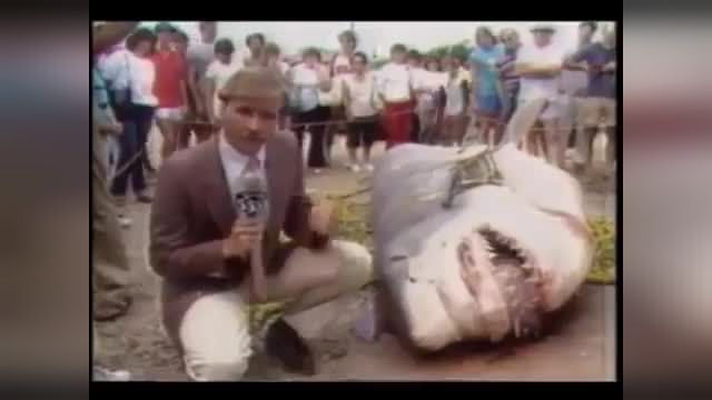 Biggest Shark