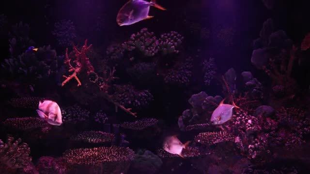 یک آکواریوم خیره کننده با موسیقی آرامش بخش! | ماهی مرجانی زیبا