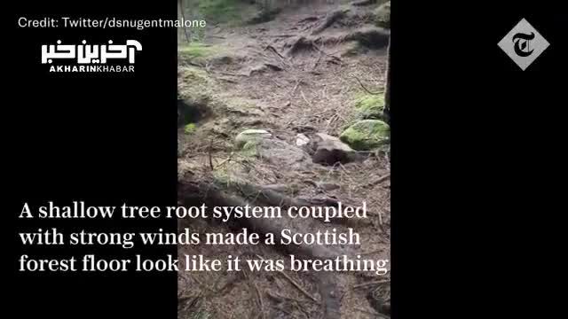 طوفان در اسکاتلند لایه‌ای از زمین جنگل را از جا کند
