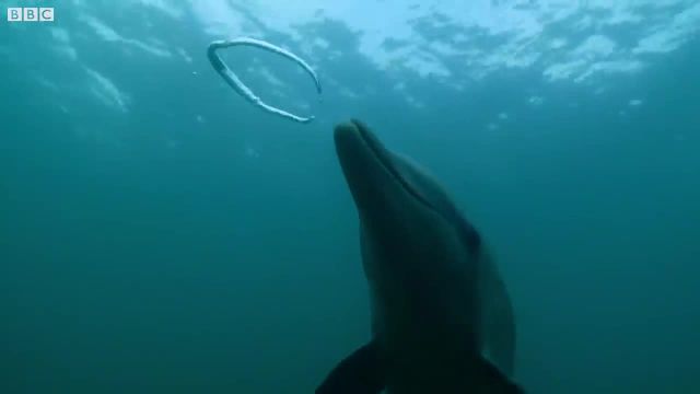 ویدیو جالب و دیدنی واکنش دلفین ها به حباب های عجیب و غریب