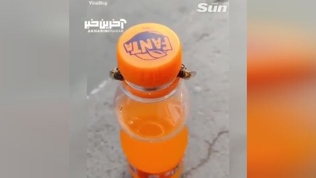 ویدیوی همکاری 2 زنبور برای باز کردن درب یک بطری نوشابه!