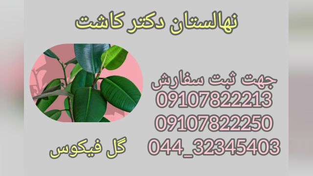 فروش عمده گیاه فیگوس