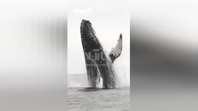 شگفتی پرش نهنگ بزرگ از آب در نمای نزدیک