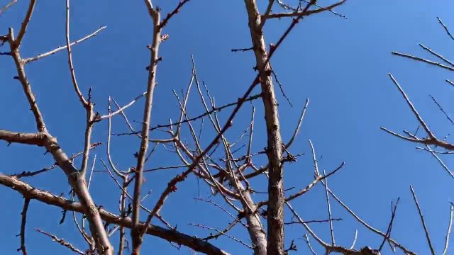 آموزش هرس زمستانه درخت آلو (قسمت 2)