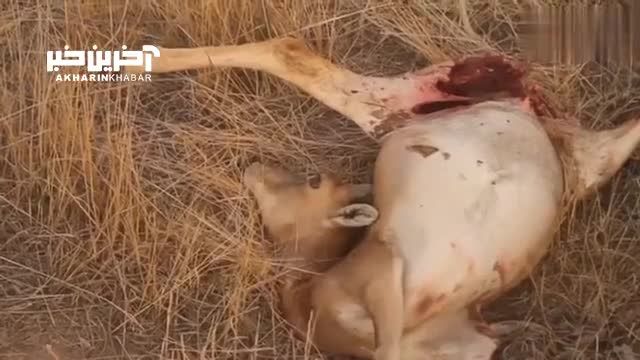 شکار میش وحشی توسط پلنگ ایرانی