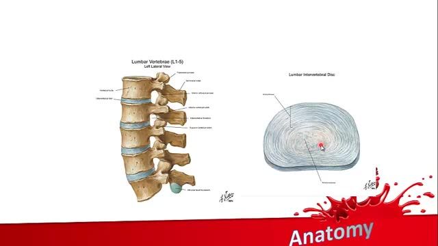 ستون مهره ای | آموزش علوم تشریح (آناتومی) اسکلتی - عضلانی | جلسه دوم (5)
