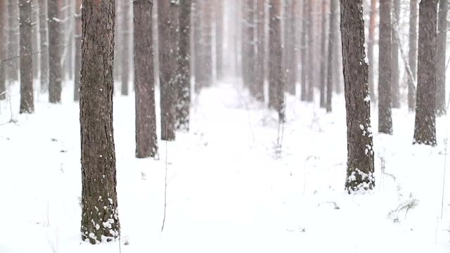 مناظر زیبای جنگل و بارش ملایم برف | بهترین موسیقی آرامش بخش