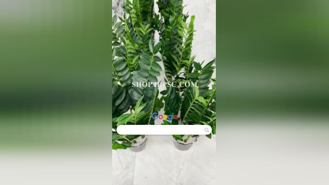 لیست درختچه مصنوعی زامیفولیا |فروشگاه ملی