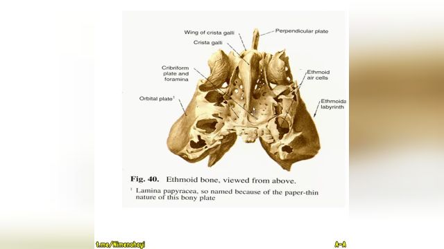 وبینار استخوان شناسی آناتومی سر و گردن | جلسه چهارم (بخش 1)