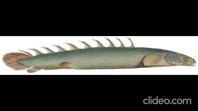 Placodus fish