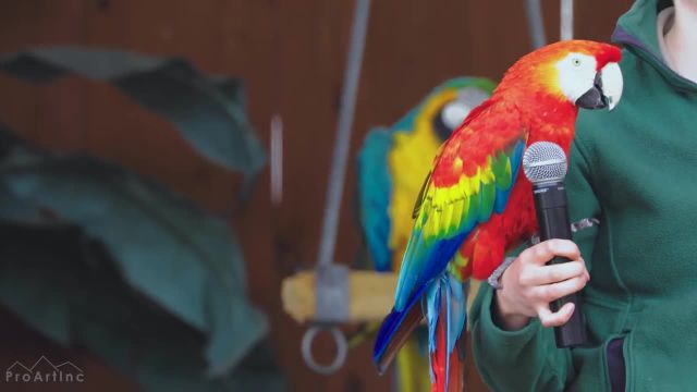 طوطی های رنگارنگ با موسیقی آرامش بخش و صدای پرندگان | پرندگان زیبای گرمسیری