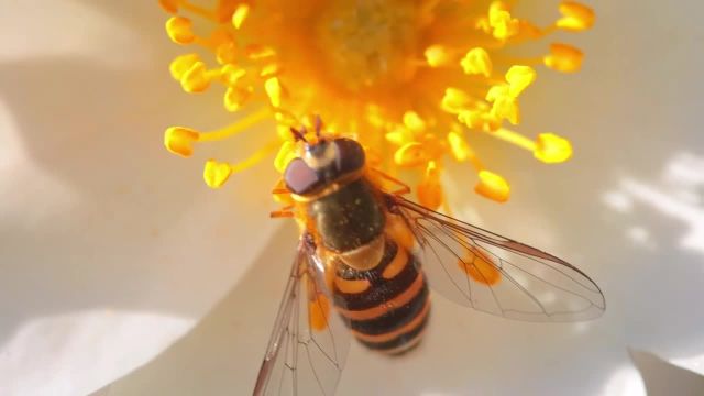ویدیویی از حشرات جذاب و زندگی شگفت انگیز آنها! (عکس های نزدیک بدون موسیقی با صدای طبیعت آرامش بخش)