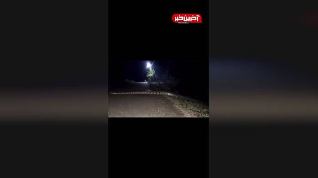مار ‌‌پیتون برمه ای به طول 5 متر  | ویدیو