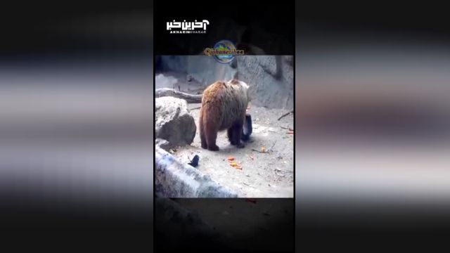 نجات جان یک کلاغ توسط خرس