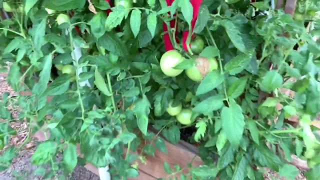 راهنمای کامل پرورش و نگهدارى از گوجه فرنگى