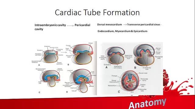 جنین شناسی دستگاه قلب و عروق | آموزش علوم تشریح (آناتومی) قلب و عروق | جلسه هفتم (1)