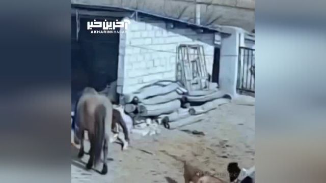 حمله اسب مادر به سگ ها