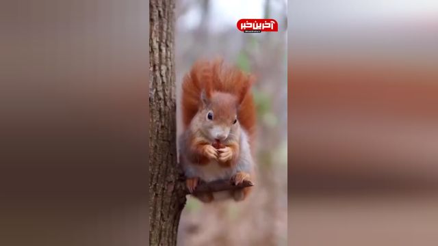 فندوق خوردن سنجاب | ویدیو